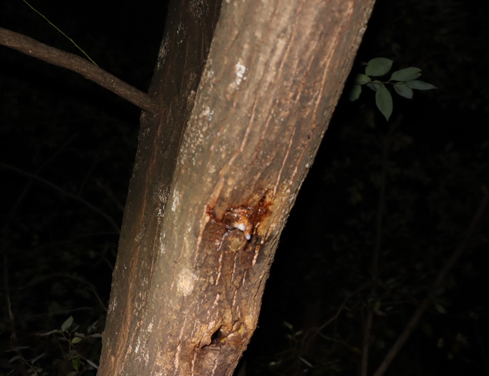 枝先のヤナギを枝から幹に沿って降りたところ_樹液で何も見つからず_2021年11月1日17時50分頃 気温16度